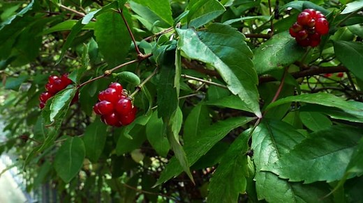 Red, Berry, Shrub. Free Stock Video