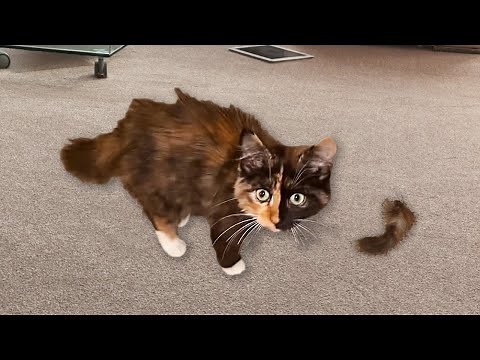 My Cat's Tail Fell Off