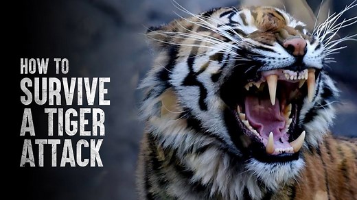 Tiger Attack: The Ultimate Survival Guide You Need to Read!