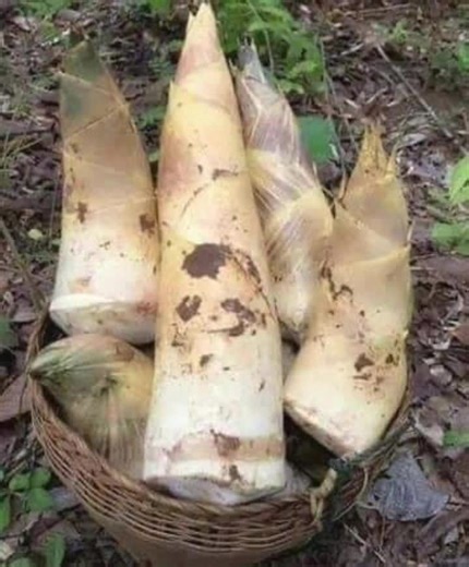 Unique Yam Varieties Displayed in a Natural Setting