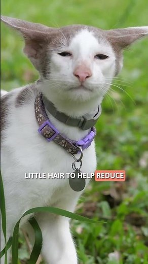 5 Cat Breeds That Don't Cause Allergies (Hypoallergenic) 🐈🧡 #CatAllergies #SHORTS