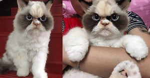 There's a new Grumpy Cat in cybertown and she looks fiercer than her predecessor