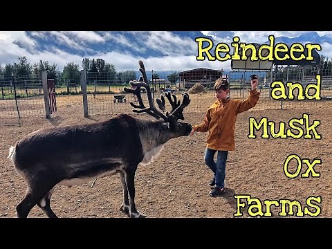 PALMER, ALASKA! Reindeer Farm and Musk Ox Farm with Kids!
