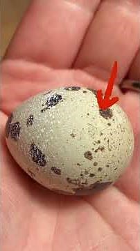 Our quails hatched! #garden #quailbirds #quaileggs #quailfarming #quail #鹌鹑养殖