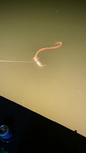 Girls bowfishing trip and then someone decides to get a snake 🤣#texas #bowfishing #bowhunting #momsoftiktok #countrygirl #fyp #friends #funnymoments