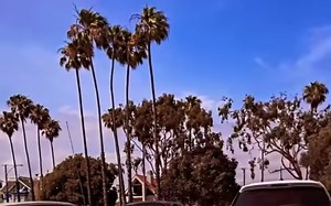 【Lowrider】加州，正在前往车舞会友