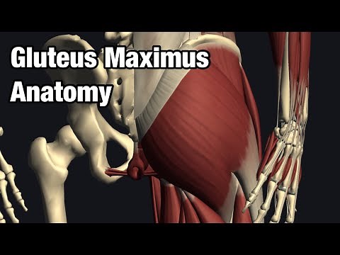 Anatomy and function of gluteus maximus