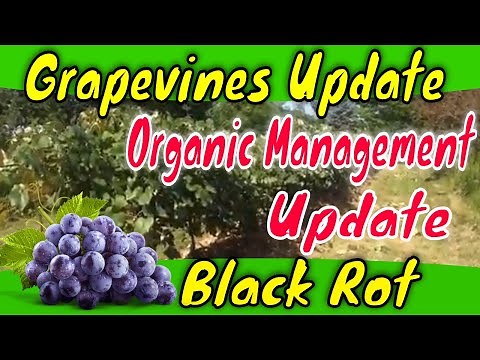 Grapevine Black Rot Organic Treatment Update