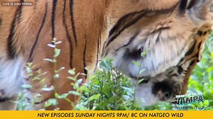 17K views · 394 reactions | Live at Zoo Tampa with Mata the Tiger   | National Geographic Animals | Facebook