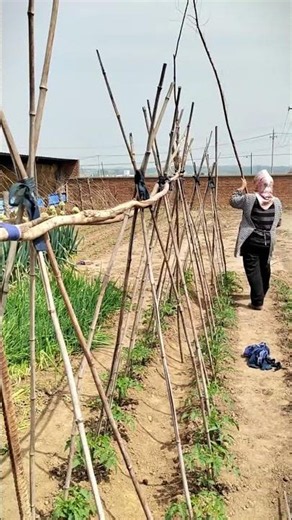 The Strongest DIY Tomato Trellis You Can Build! 🍅🎋