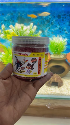 New Tropical Fish Food Added! #fishfood #tropicalfish #viralshort