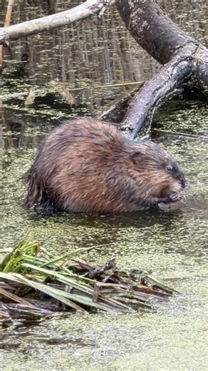 Cutie patootie! #muskrat #nature #wildlife #wildlifeshorts