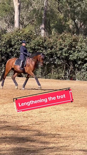 Medium Trot Exercises for Horses & Riders