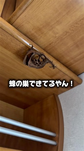 【キャンピングカーに蜂の巣ができた】#キャンピングカー#中古キャンピングカー#ハイエース#diy#バンライフ#車中泊#車中泊女子#キャンプ#日本一周#旅#旅行#shorts#short