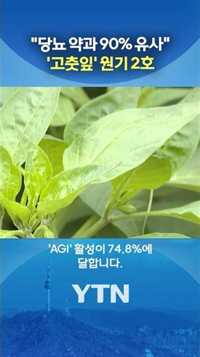 A New Discovery of Red Pepper Leaves #shorts / YTN