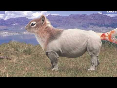 Using the website Switch Zoo to create imaginary animals