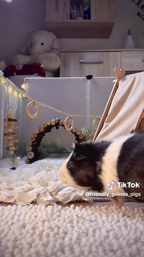 Too loud 🫨 #guineapigs #asmr #oreoandbrownie #cuteguineapig #guineapigsoftiktok