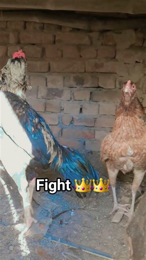 Aseel murga vlog Aseel hen fight #aseelmurga #roosterfarm #chickenbreeds #assel #barni #zafraan