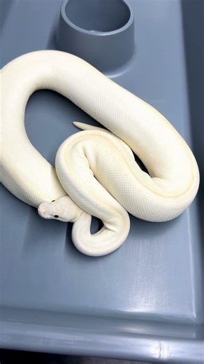 Proven Ivory female #ballpythons101