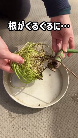 水挿しモンステラを土に植え替える方法