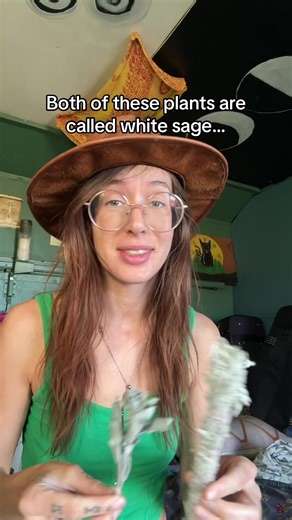 These two different plants from different places are both called white sage. In my left hand, we have Artemesia ludovicana also known as prairie sage, and in my right hand Salvia Apiana, commonly known as white sage. One of these plants has been poached an over harvested in it’s native region of southern California and northern Mexico to meet a global demand. Are you able to identify which is which? We can trace the widespread over use of white sage to a man named Alfred Savinelli who claims to 