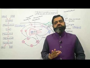 Life Cycle of Plasmodium Urdu/Hindi medium ‪@prof.masoodfuzail‬| Apicomplexans | Protozoa