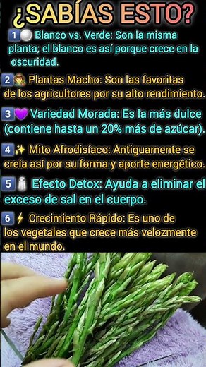 ¿Sabías esto?6 Datos curiosos que NO sabías de los espárragos 🧐