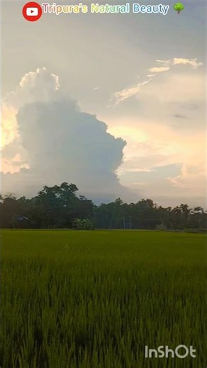 🌾 Rice Tree Nature View | Peaceful Countryside Scenery 🌿
