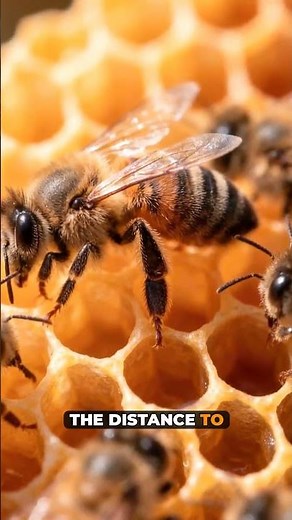 Why Bees Dance a Straight Line Inside the Hive