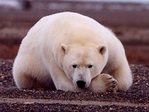 Check out the new polar bear cam