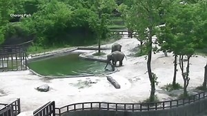 Baby elephant saved from drowning by two adults