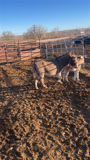 Nepesta Valley Stockyards on Reels
