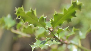 A short closeup clip of some young raised maple leaves | Premium Stock Video Footage