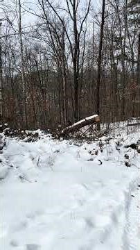 Cutting another tree down #homesteading #wv #stihl #chainsaw