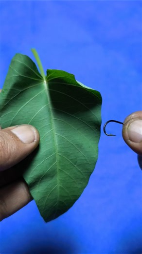 Tips on How to Fish for Tilapia with Water Spinach Leaves #shorts #fishing