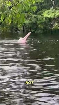 This Pink Dolphin Gets BRIGHTER When Excited #amazon #wildlife