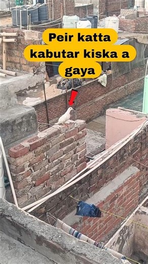Peir katta kabutar kiska a gaya ? 🤔 #viral #kabootar #vilogpigeon #pigeon #shorts#2026