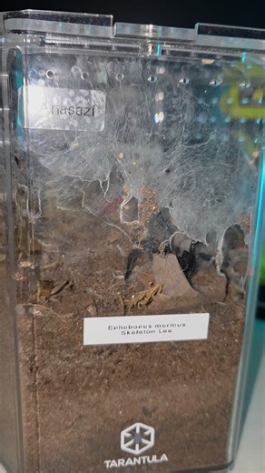 Amazing take down by Anasazi... cricket tried to play dead but it didn't work out so well. #ephebopusmurinus #ephebopus #skeletontarantula #tarantulasoftiktok #shelovesspiders