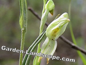 Plants: To correctly interpret plant diseases - 8 important features | 2025