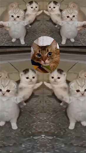 ミーム子猫ちゃんとジュリア猫‼️#cats #cat