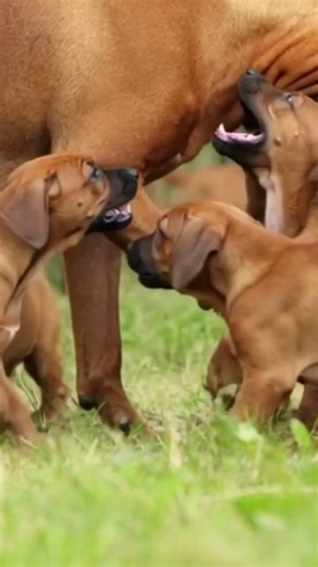 Al Rhodesian Ridgeback se le conoce también como Perro Crestado Rodesiano o Perro León de Rhodesia.