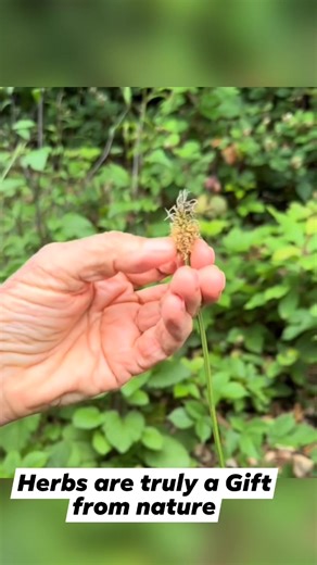 32K views · 1.5K reactions | Herbs are a true gift from God | Barbara O'Neill | Facebook