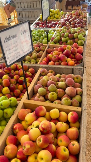 And just like that, the 2025 Georgia Apple Festival and Apple Arts Festival in Downtown Ellijay have come to a close. What an incredible season it has been! 🍏🎨✨ From crisp autumn mornings filled with laughter to evenings spent celebrating our amazing local artisans and the vibrant community spirit that makes Ellijay so special, every moment reminded us why we’re proud to be the Apple Capital of Georgia. A heartfelt thank you to everyone who visited, volunteered, and supported our local busines