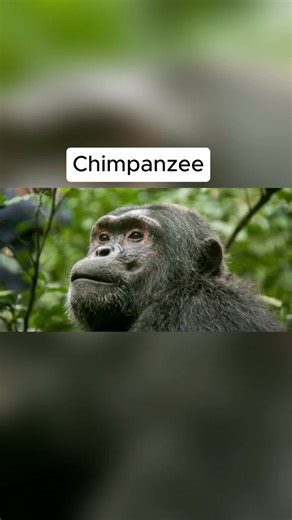 Animals without fur #unusual #facts #knowledge #history #information #fblifestyle | Berooox