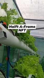 5.2K views · 35 reactions | Morning Check ✅ Ito po yong update sa aking Half A Frame NFT HYDROPONICS Set-Up. Ready for Holidays na tayo Ka-Backyard. Full tutorial on how to make this will be uploaded on Backyard Pharming YouTube Channel this week. #happyholidays2024 #lettuce #hydroponics #hydroponicgarden #hydroponic #hydroponicfarming #hydroponicsystem #hydroponicvegetables #hydroponicgardening #petchay #hydroponicpetchay | Backyard Pharming | Facebook