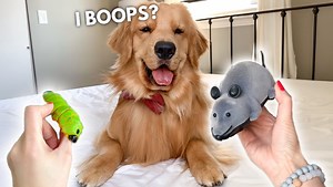 10M views · 223K reactions | My Dog Reacts to Giant Mouse | Tucker Budzyn | Facebook
