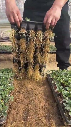 Premium Strawberry Seedlings with Explosive Root System#HealthyPlants #PlantNursery #FastGrowing