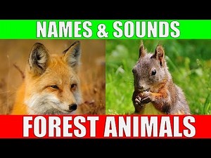 Forest Animals - Names and Sounds