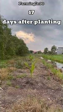 Development of hybrid coconut trees from 10 HST to 23 HST #agriculture #farming