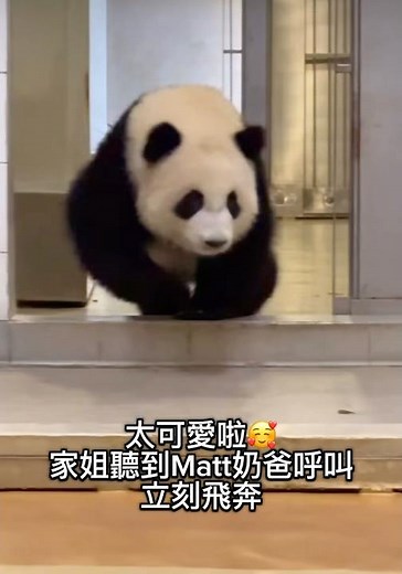 家姐太掛住Matt奶爸 聽到奶爸呼叫立刻飛奔 太sweet啦❤️#panda #cutepanda #hongkong #shorts #熊貓 #加加得得 #香港